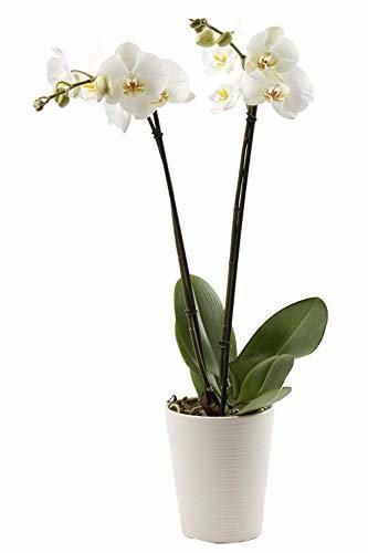 Florclick-Planta Orquídea Phalaenopsis blanca natural lista para regalar.