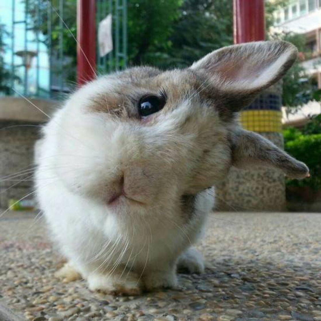 Fashion 🐇🐰 CONEJITOS 🐇🐰