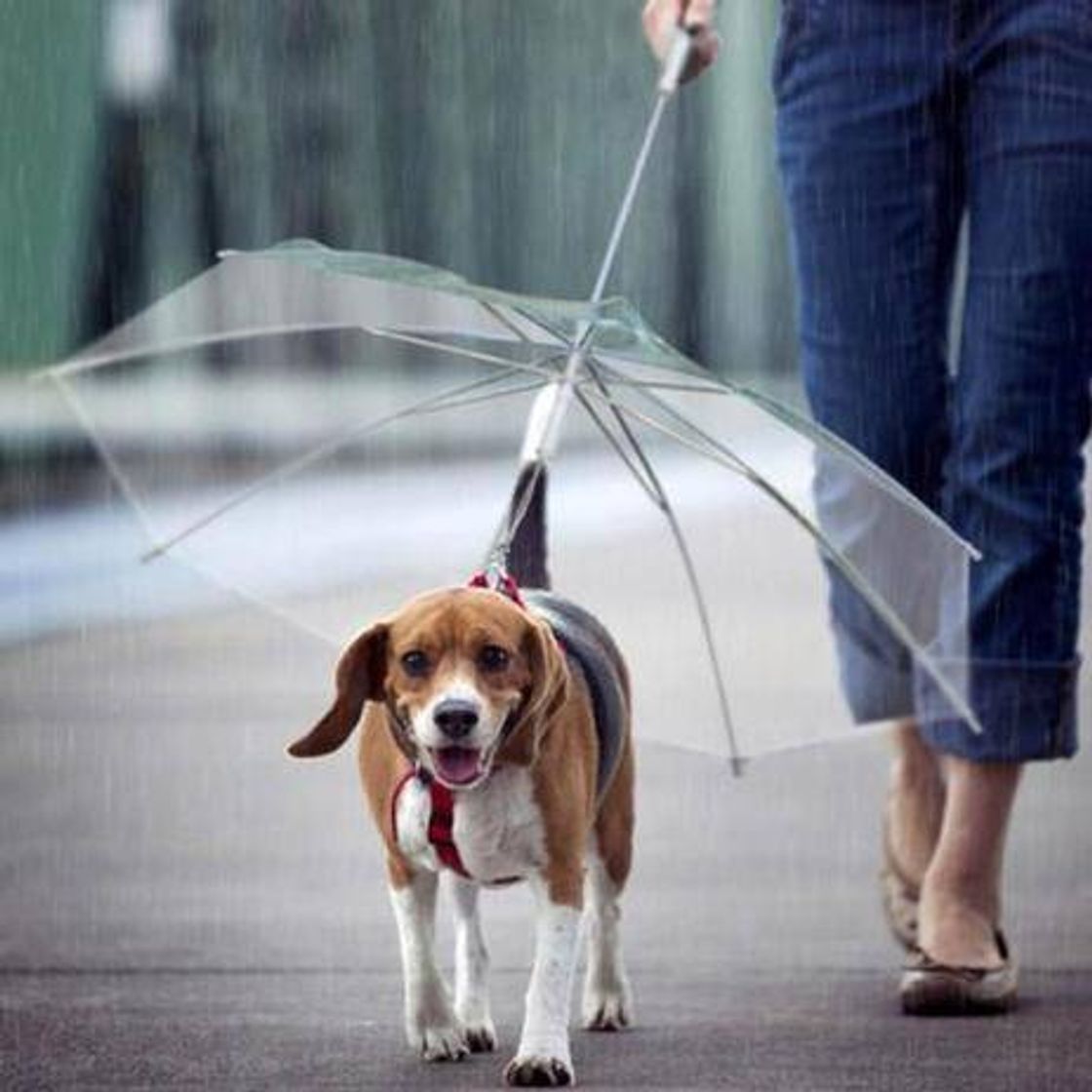 Moda Coleira com guarda-chuva