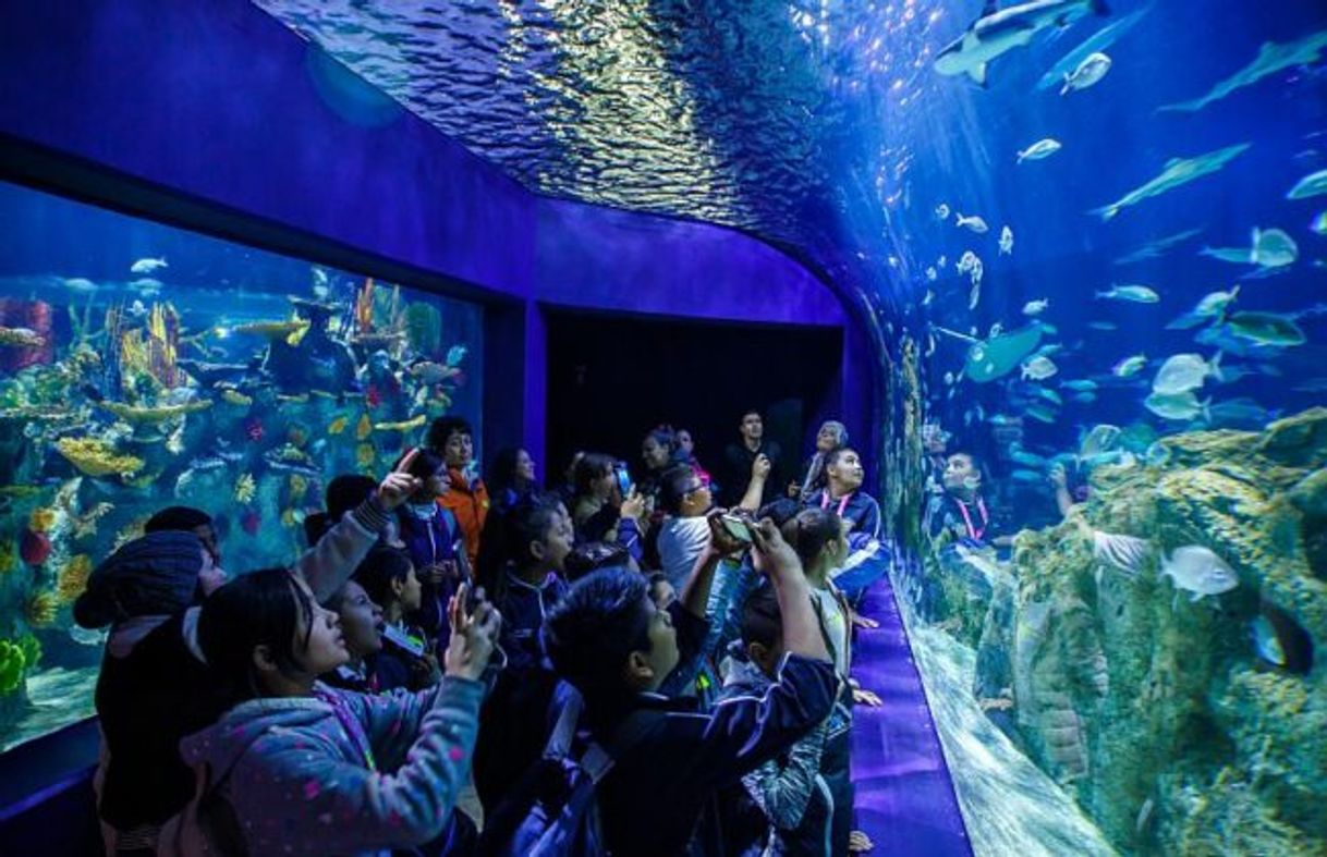 Place Acuario Michin
