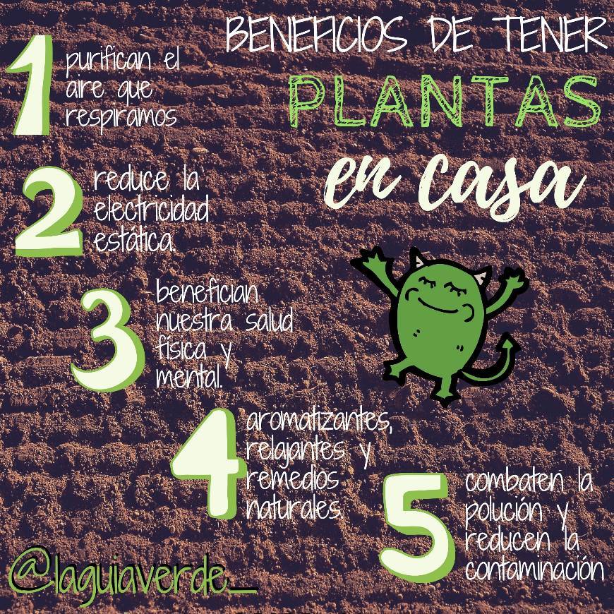 Fashion BENEFICIOS DE TENER PLANTAS EN CASA 😱😍🌱