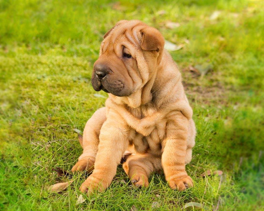 Moda Shar-pei