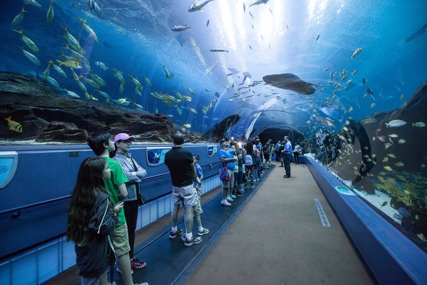 Place Georgia Aquarium