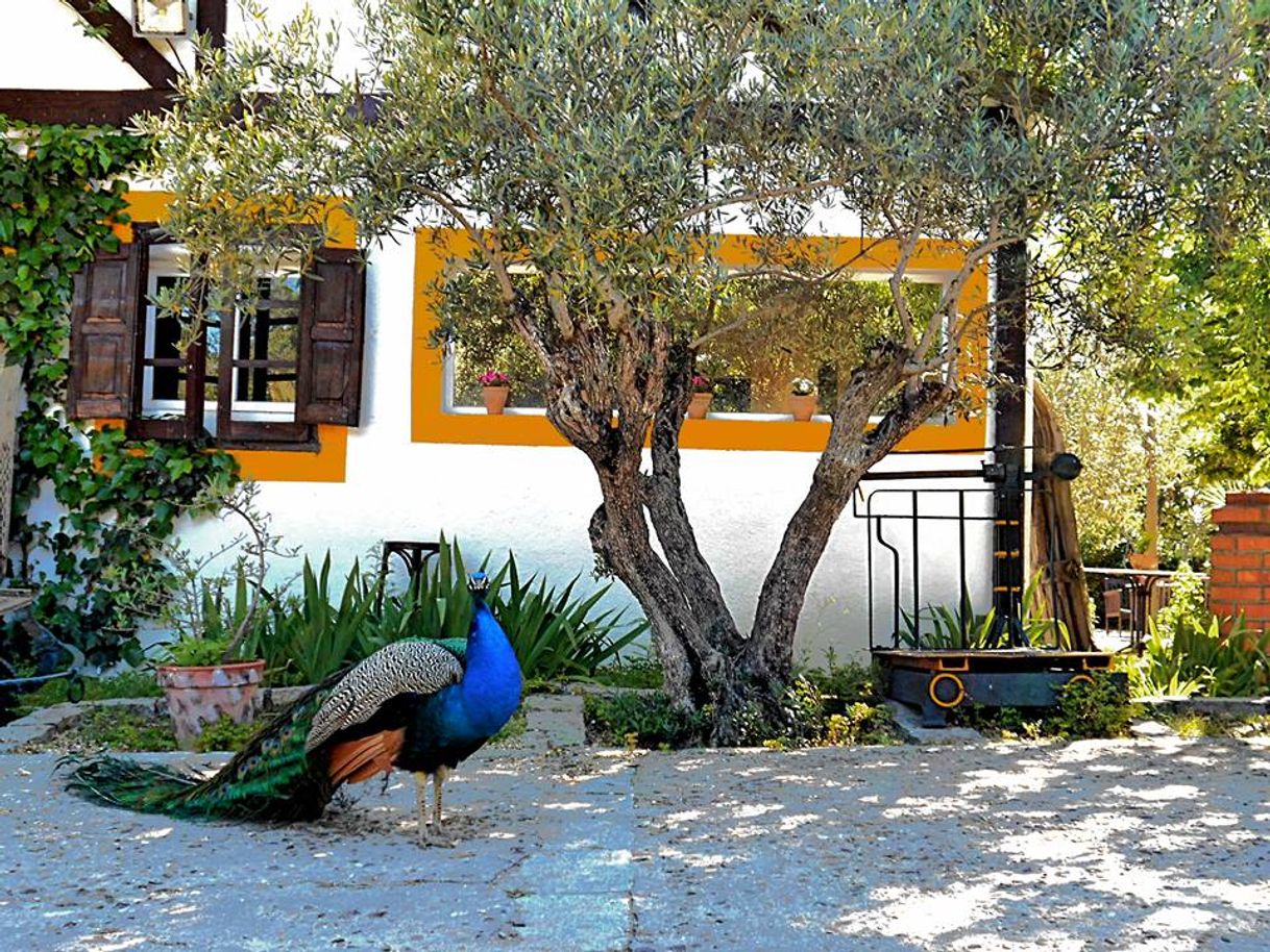 Social El Álamo Granja Escuela