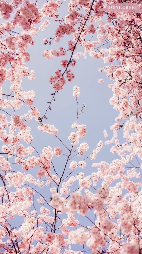 🌸
