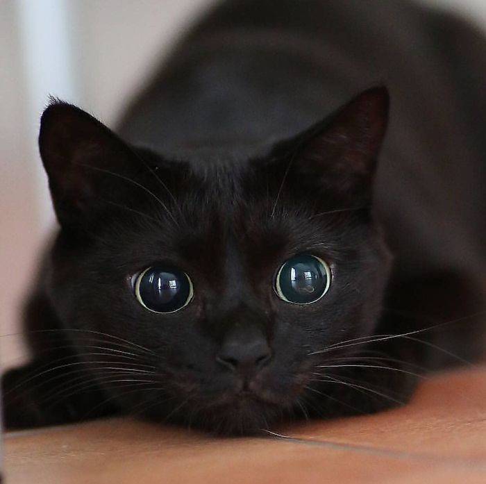 Social Gatinho