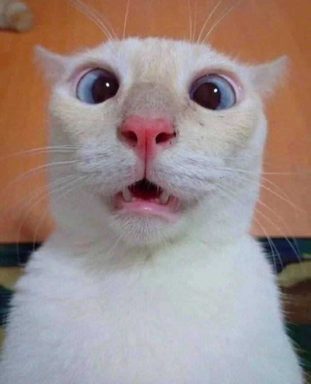 Social Gato