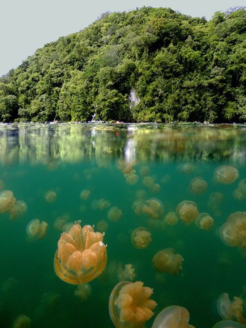 Lugares Jellyfish Lake