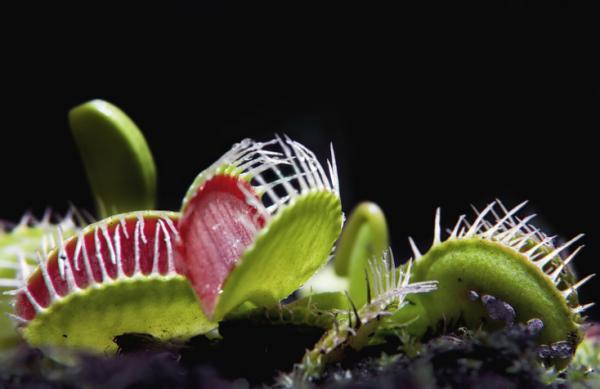 Moda Cuidados para plantas carnívoras - guía sencilla