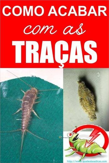 Products Como acabar com as traças 