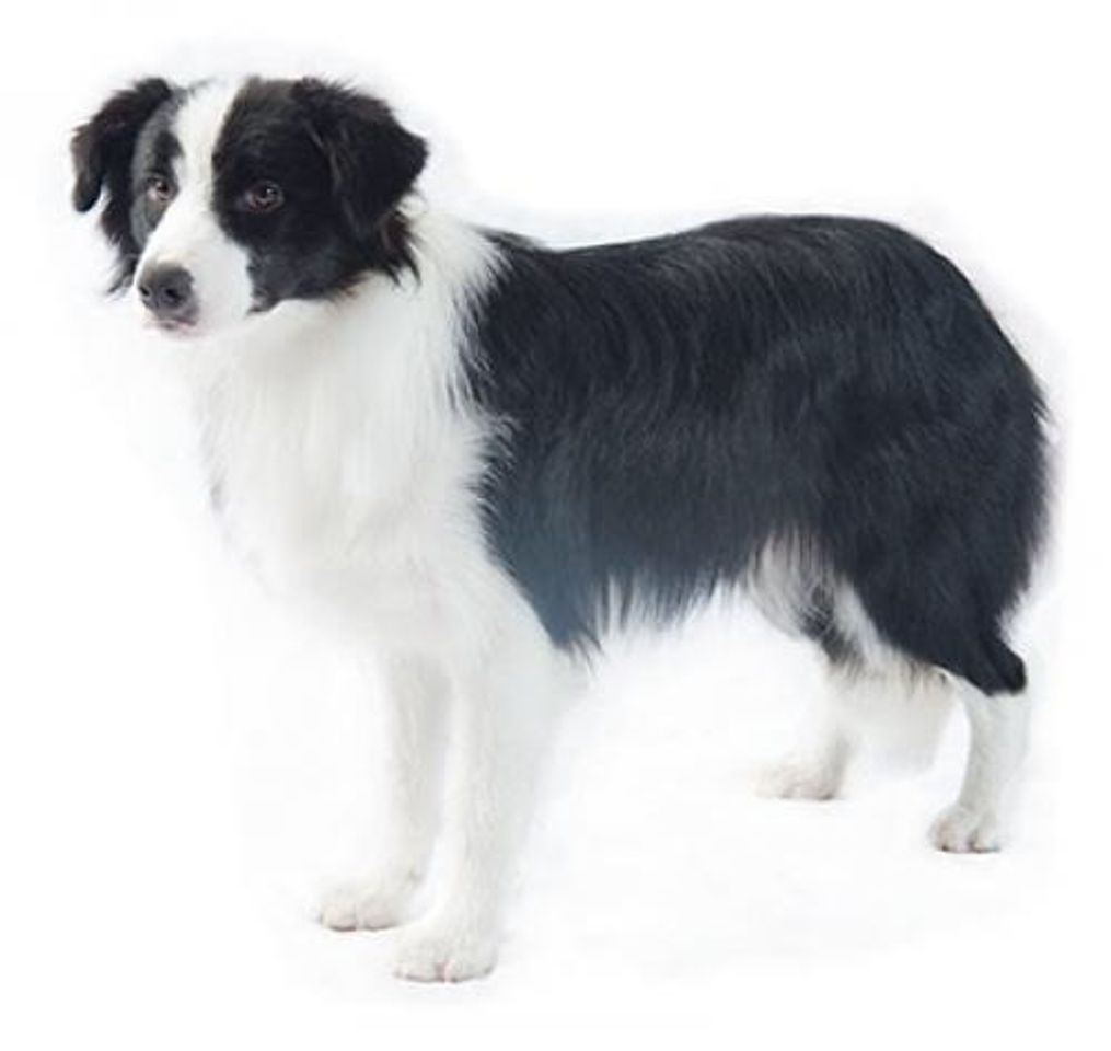 Social Border collie