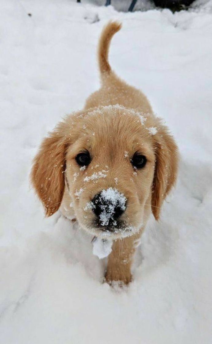 Moda Cachorro na neve