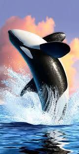 Moda Wallpaper Orca