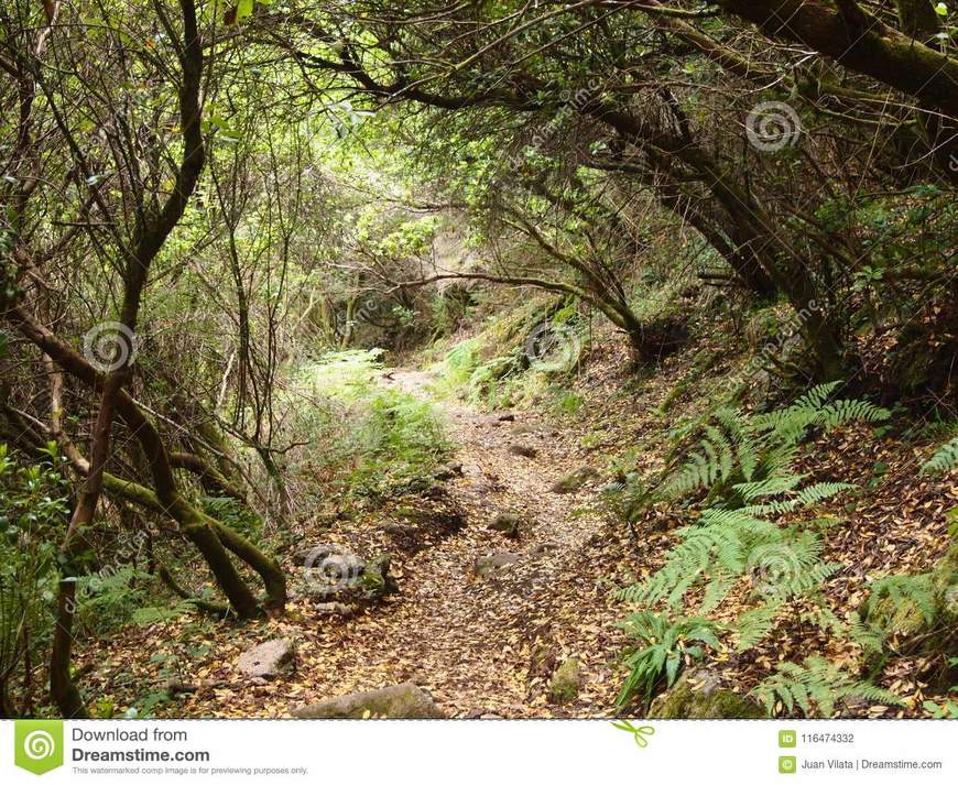Place Mata da Albergaria (Gerês)