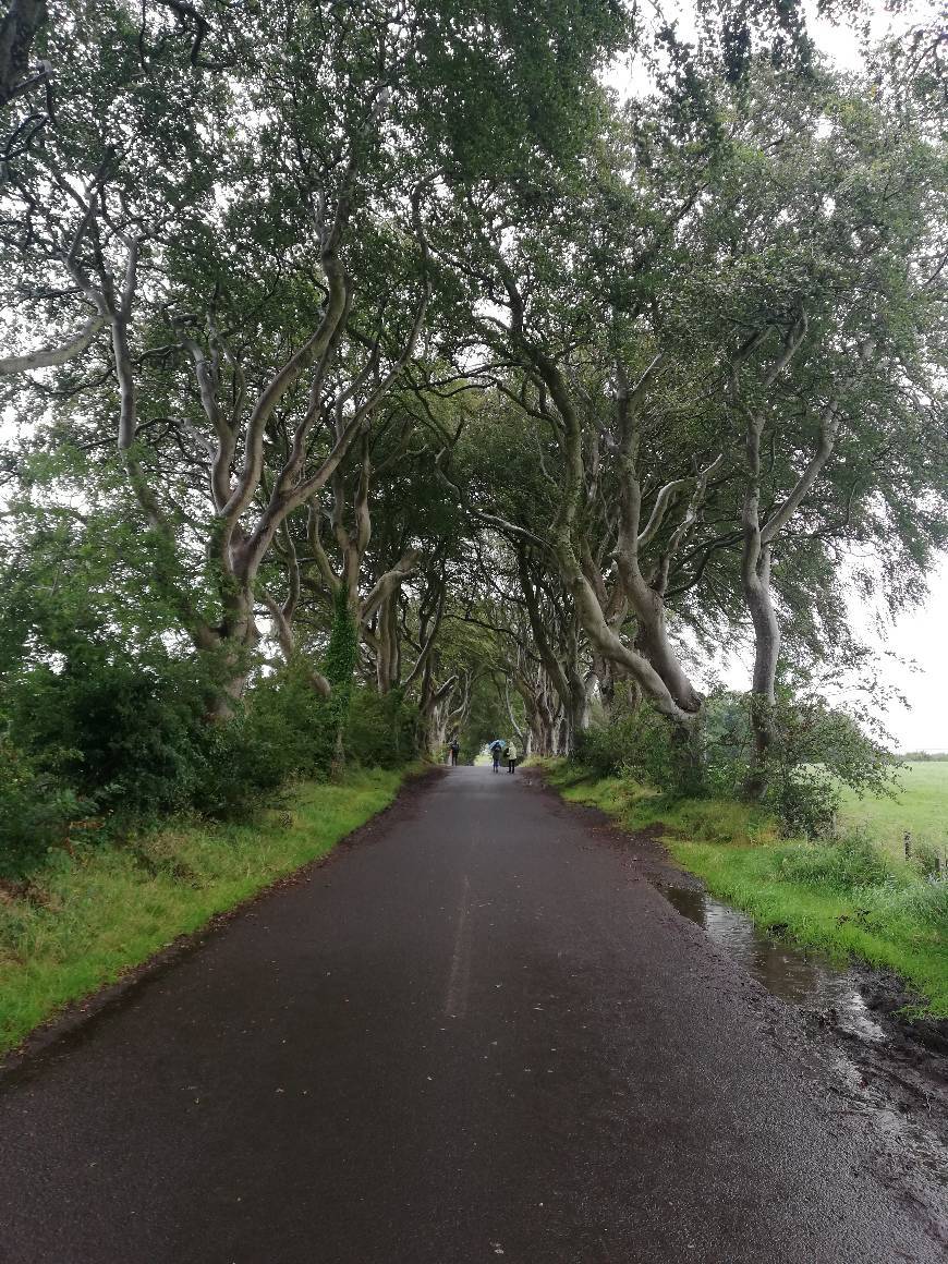 Lugar The Dark Hedges