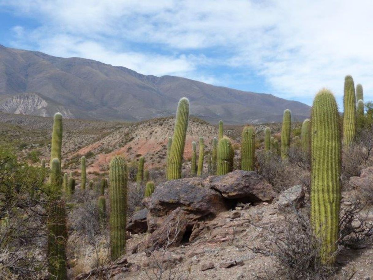 Lugar Amaicha del Valle