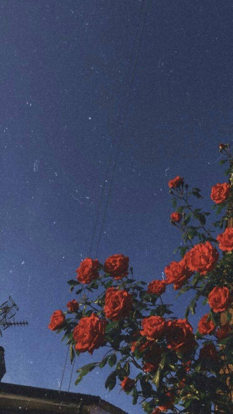 Social Wallpaper