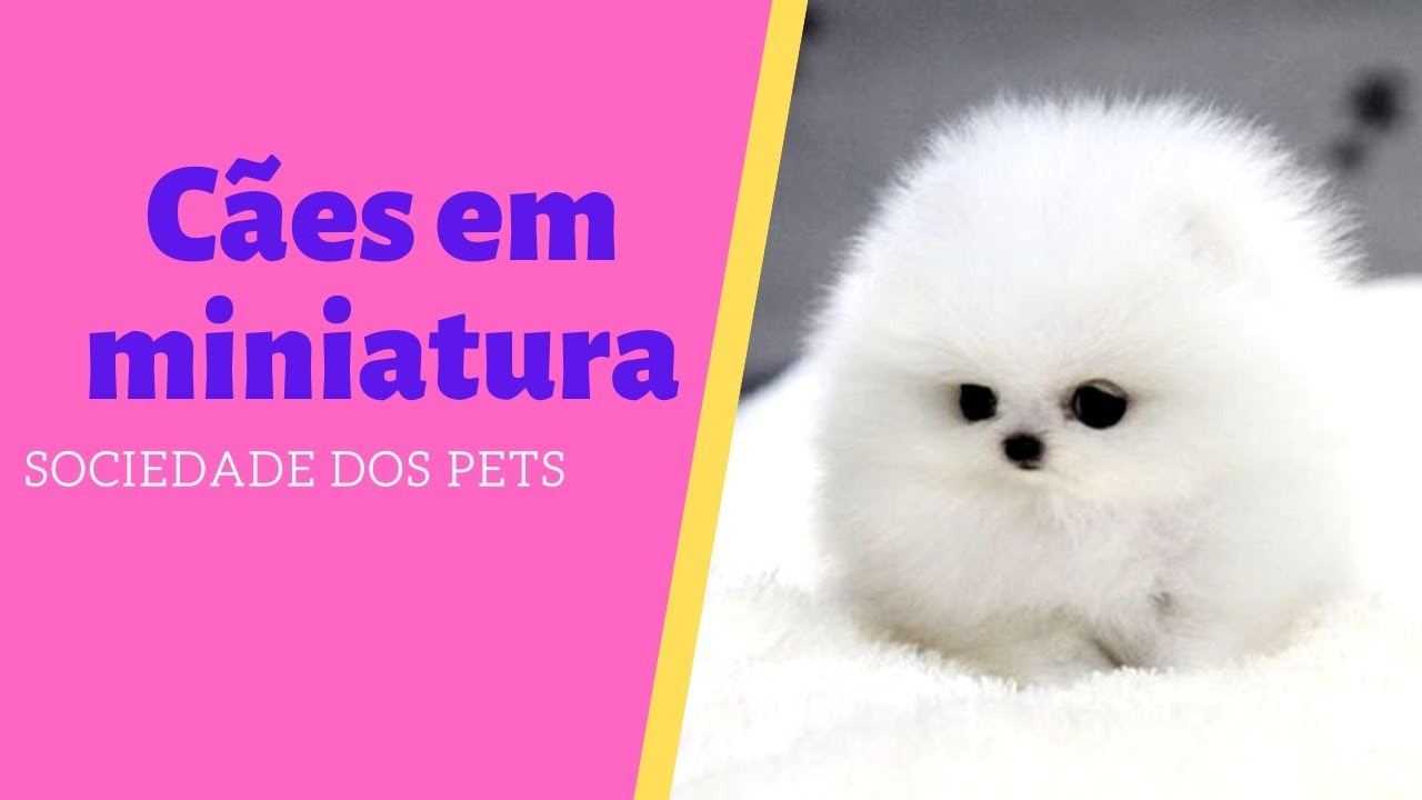 Fashion 05 raças de cães em miniatura que você com provavelmente...