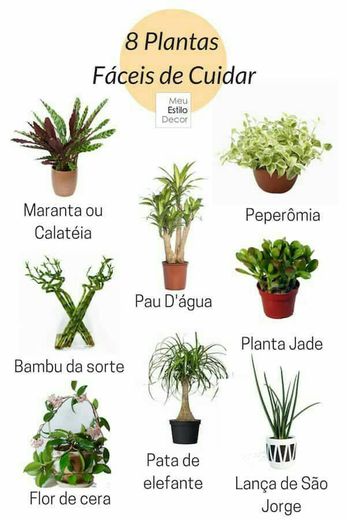 Plantas fáceis de cuidar! 🍃