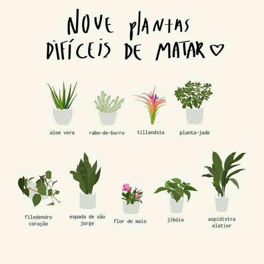 Não tem tempo para cuida-las? Veja essas plantas !!