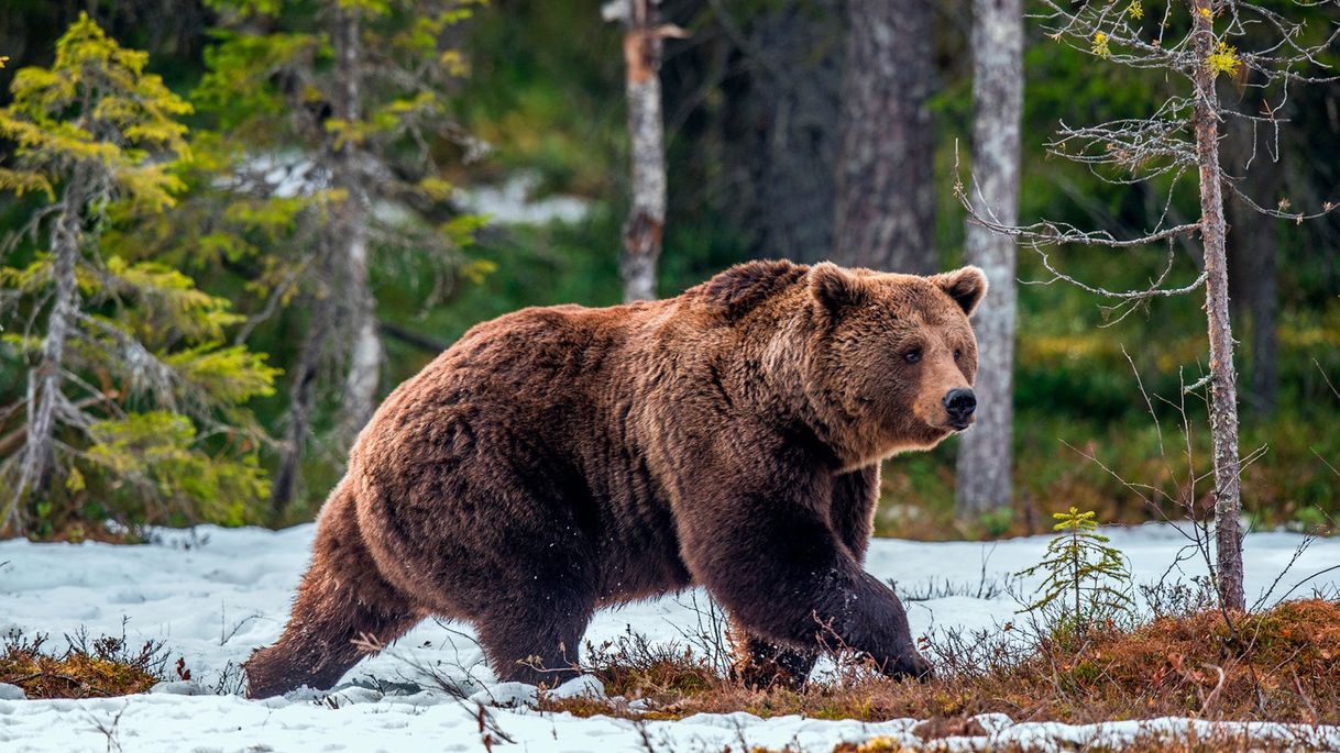 Moda Urso Pardo