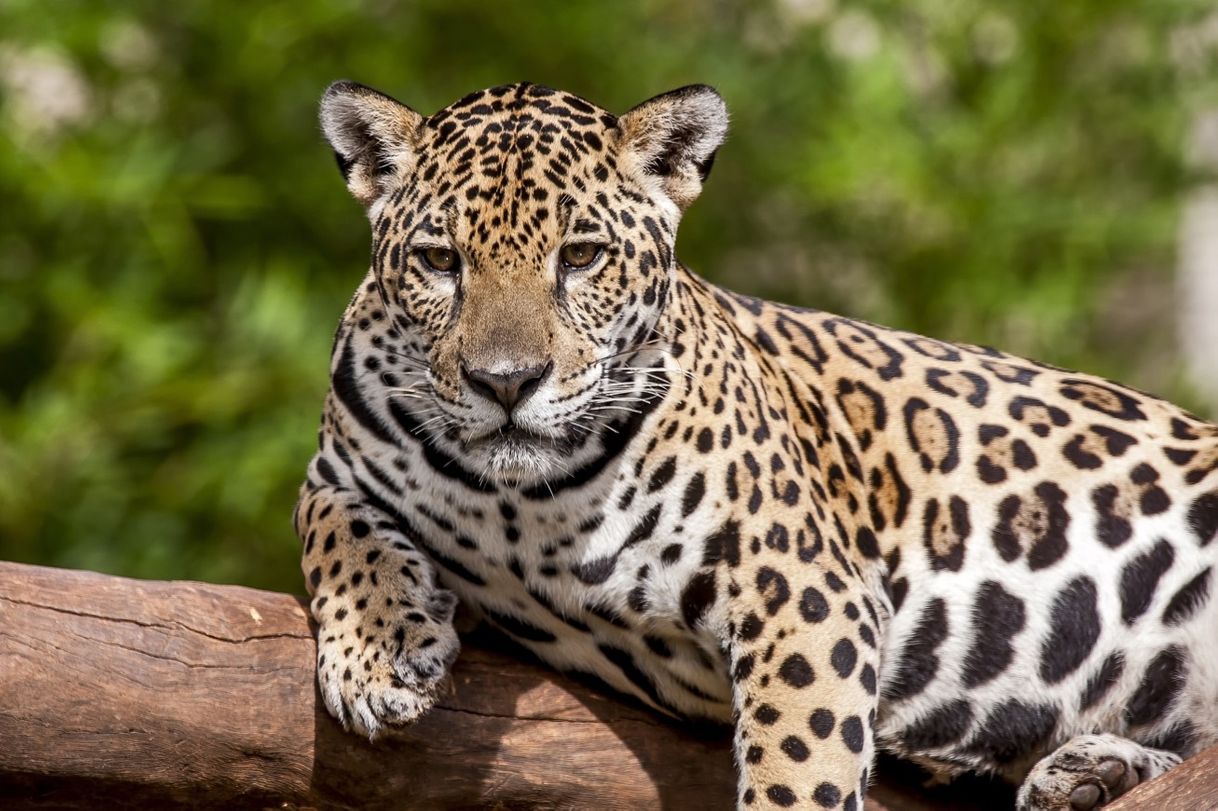 Moda Onça Pintada  🐆 