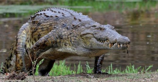 Crocodilo 🐊 