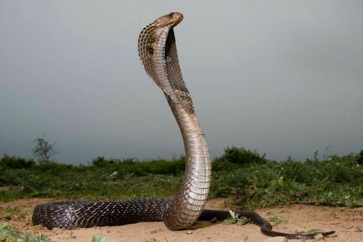 Cobra Naja