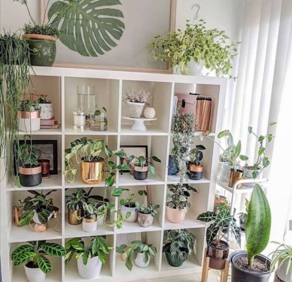 Plant decor