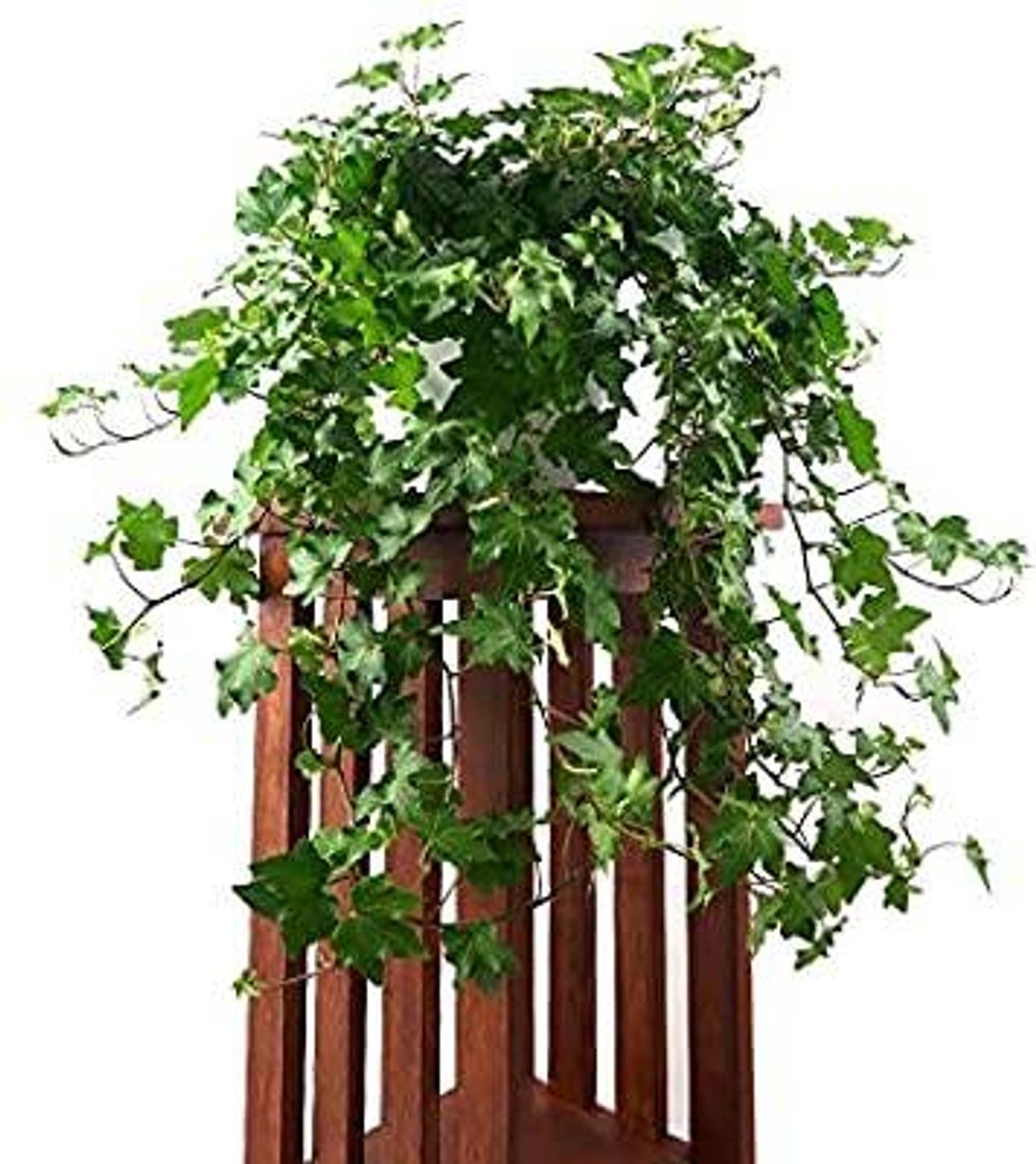 AMERICAN PLANT EXCHANGE