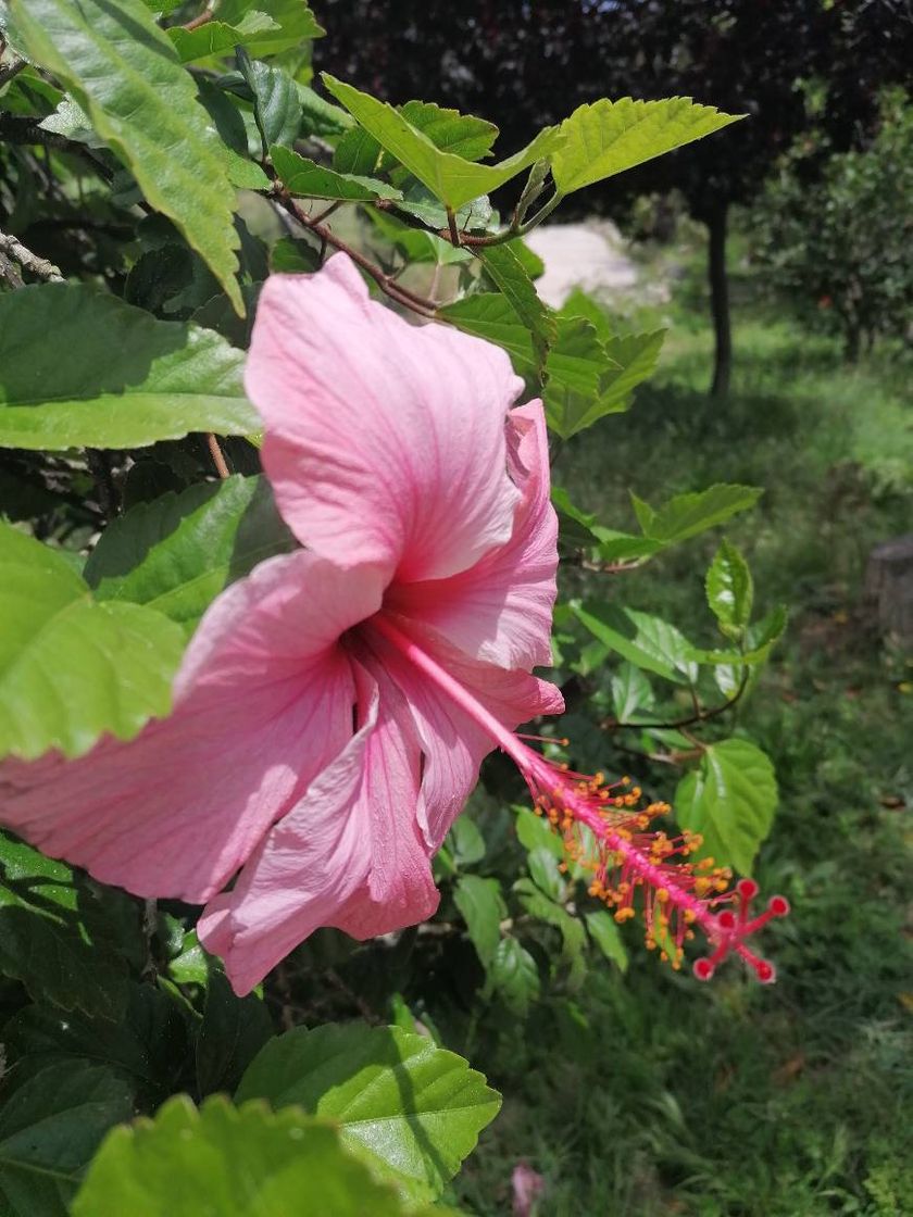 Moda Flores