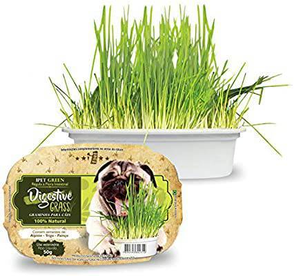 Fashion Ipet Green Digestive Grass Graminha Para Cães

