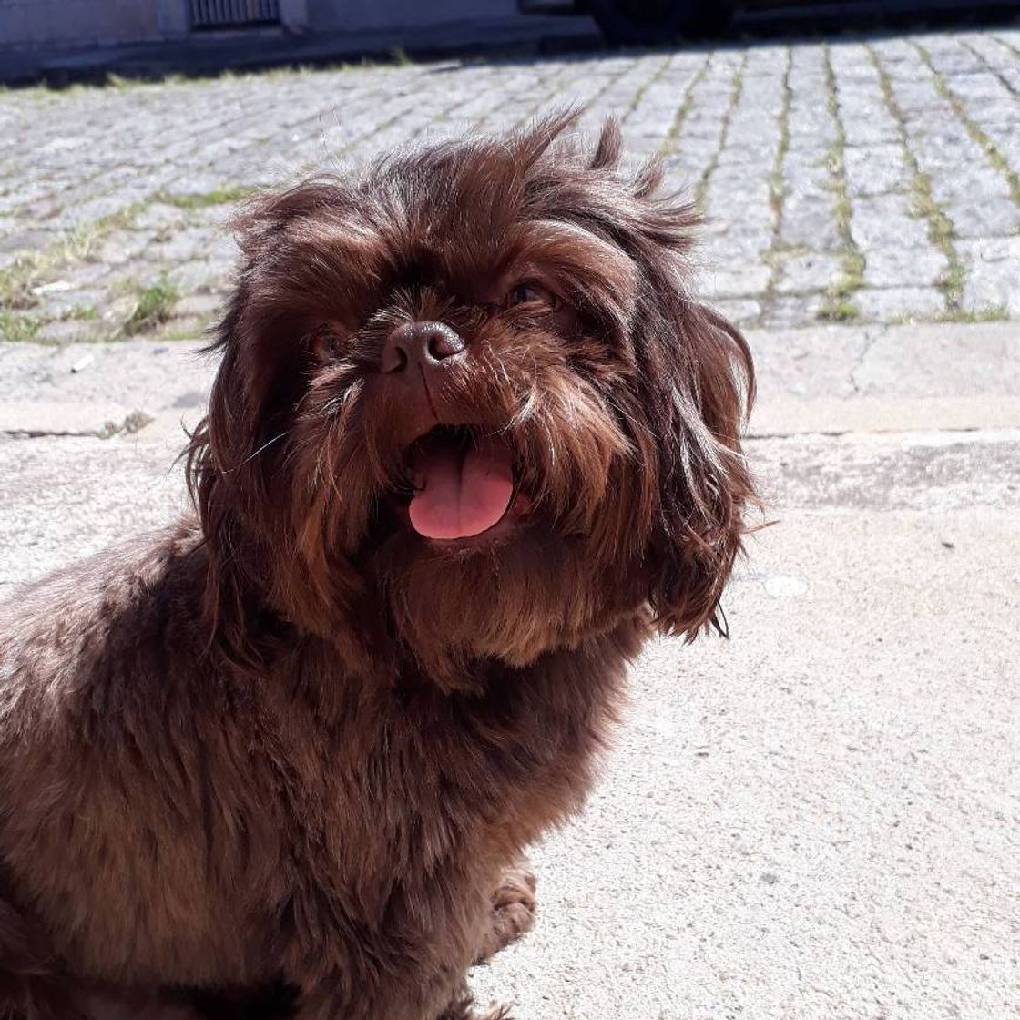 Social Nosso doguinho❤️