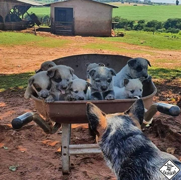 Moda Ah Boiadeiro-australiano💖🐶