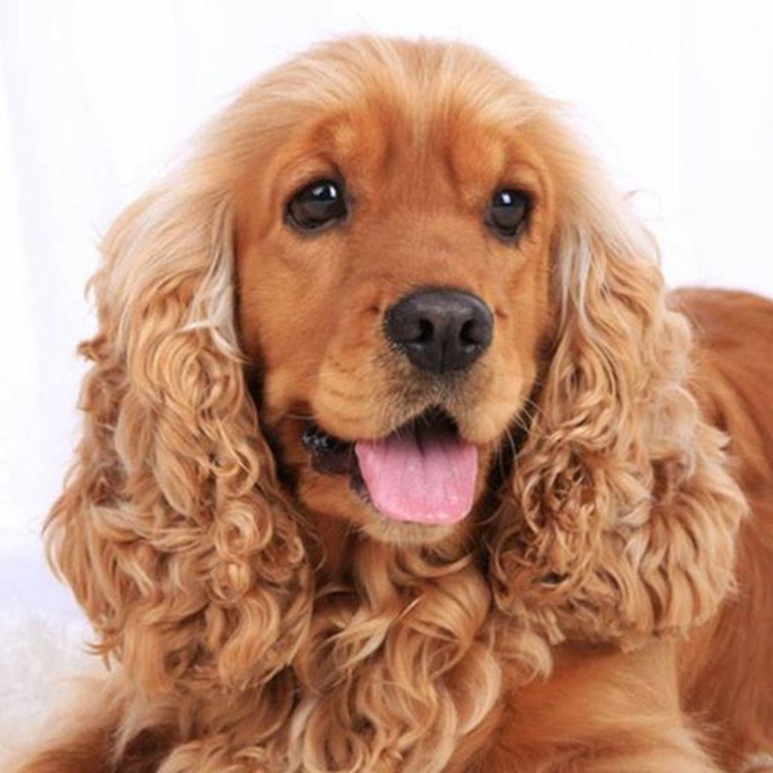 Moda Cocker Spaniel