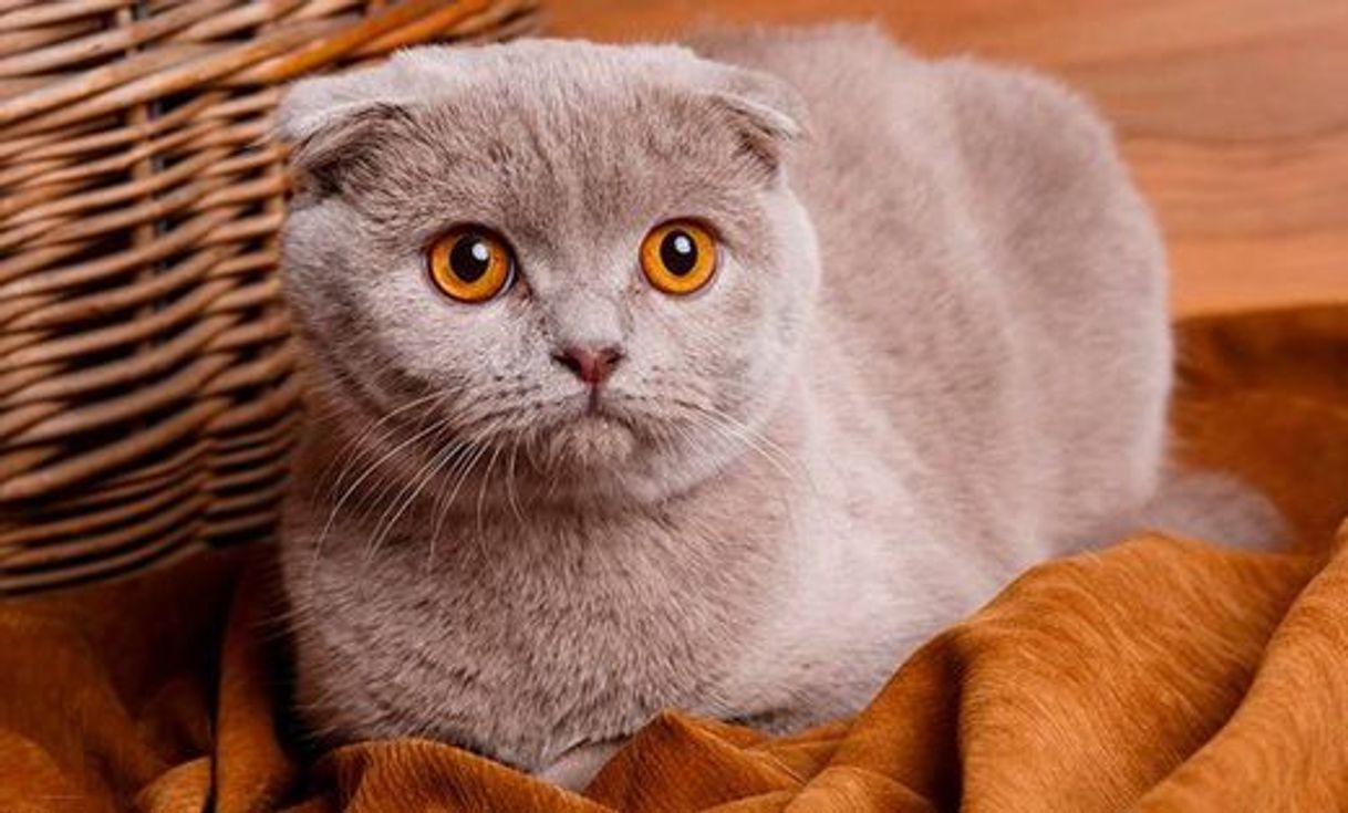 Fashion Scottish Fold