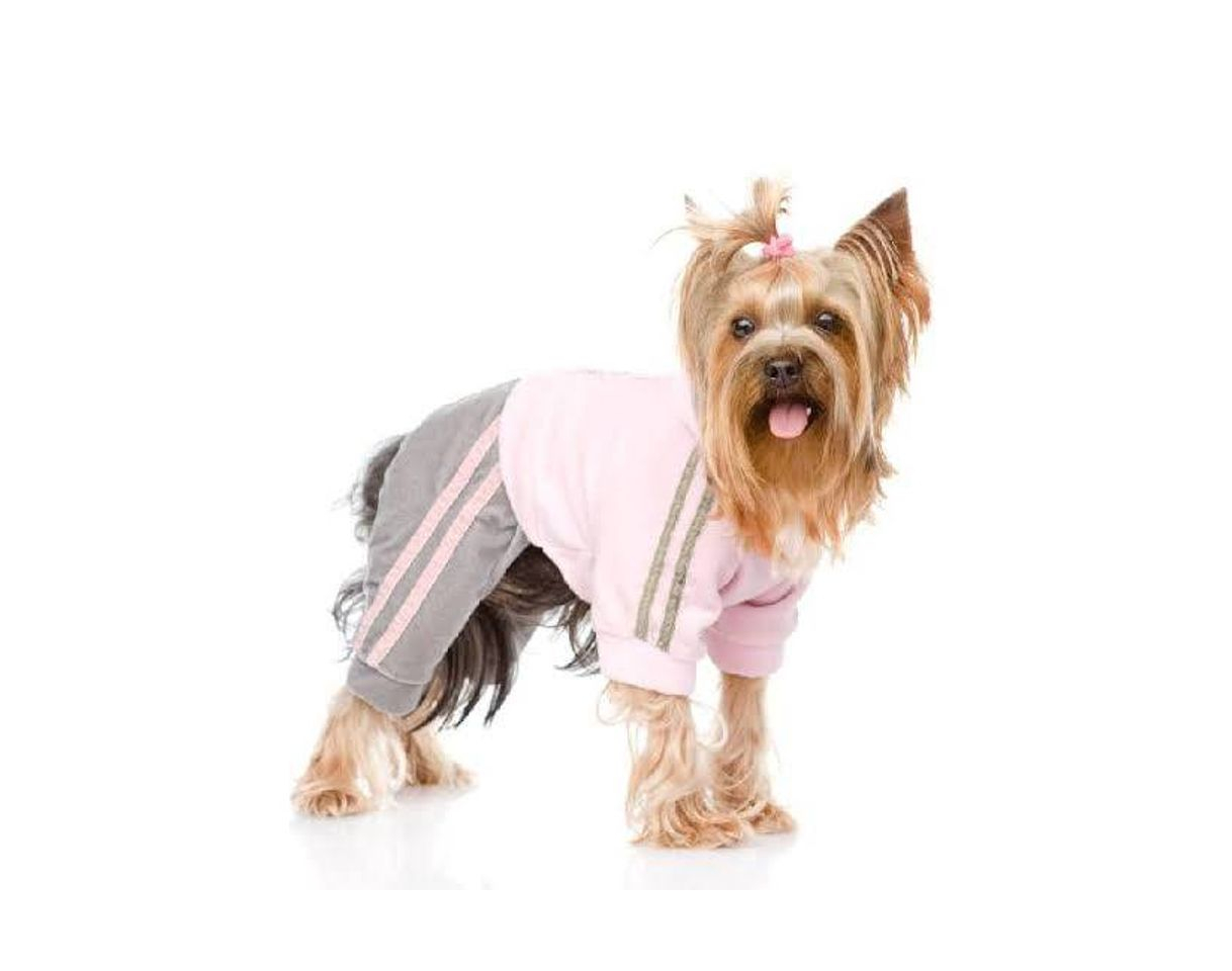 Productos Roupas para Cães 