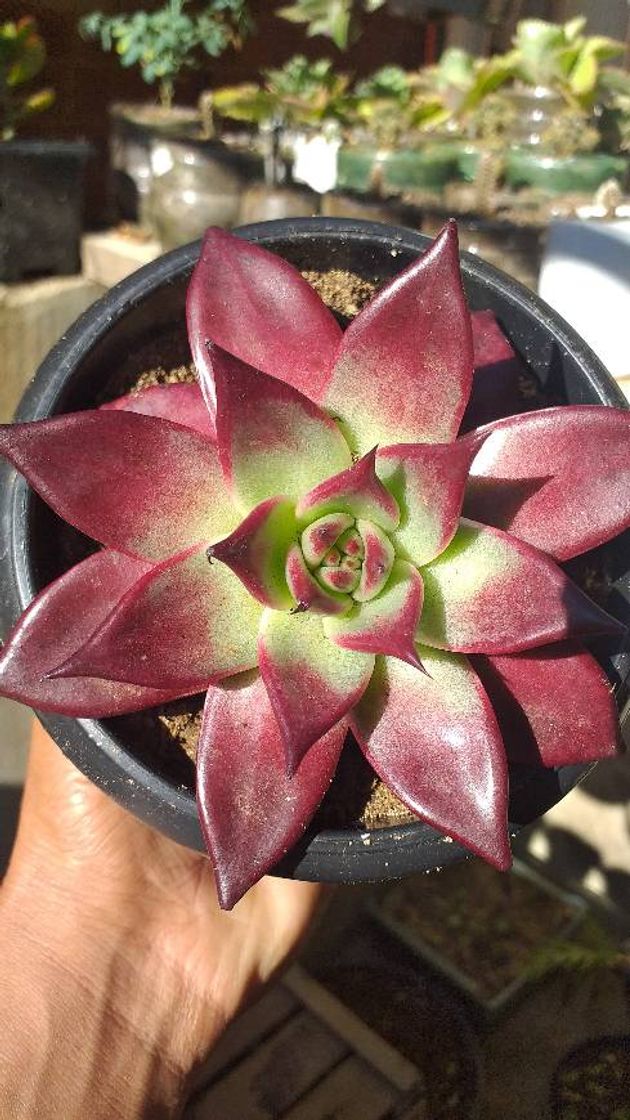Social Echeveria Agavoides Romeo Rubin 