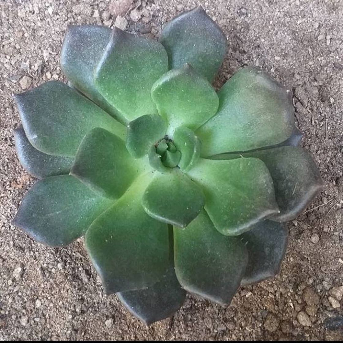 Moda Echeveria Black Prince 