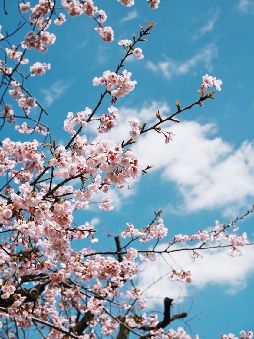 Place Cherry Blossom Garden