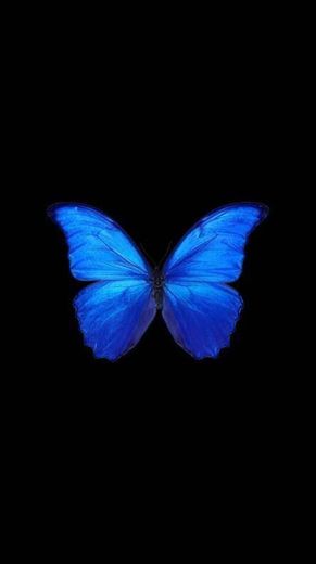 Wallpaper butterfly 🦋