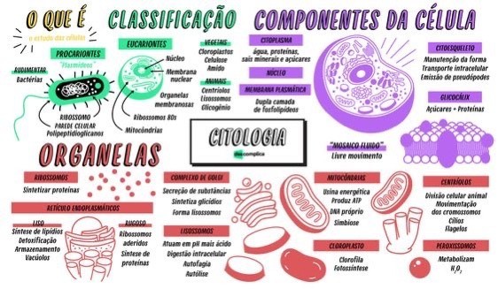 Moda Citologia 