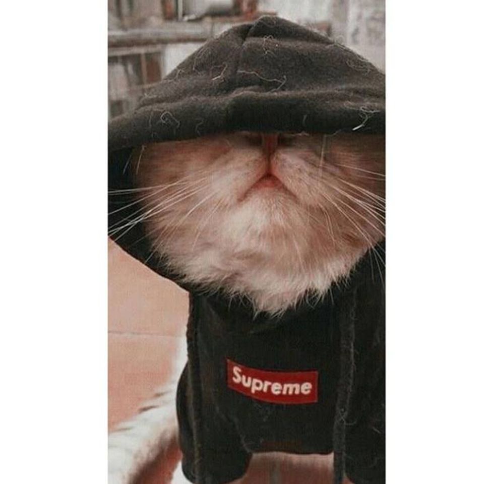 Fashion ;; Gato con capota 😽