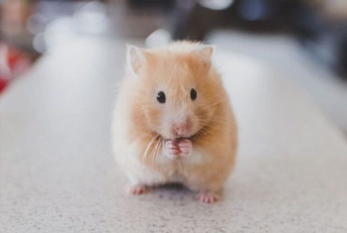Social Hámster 🐹 