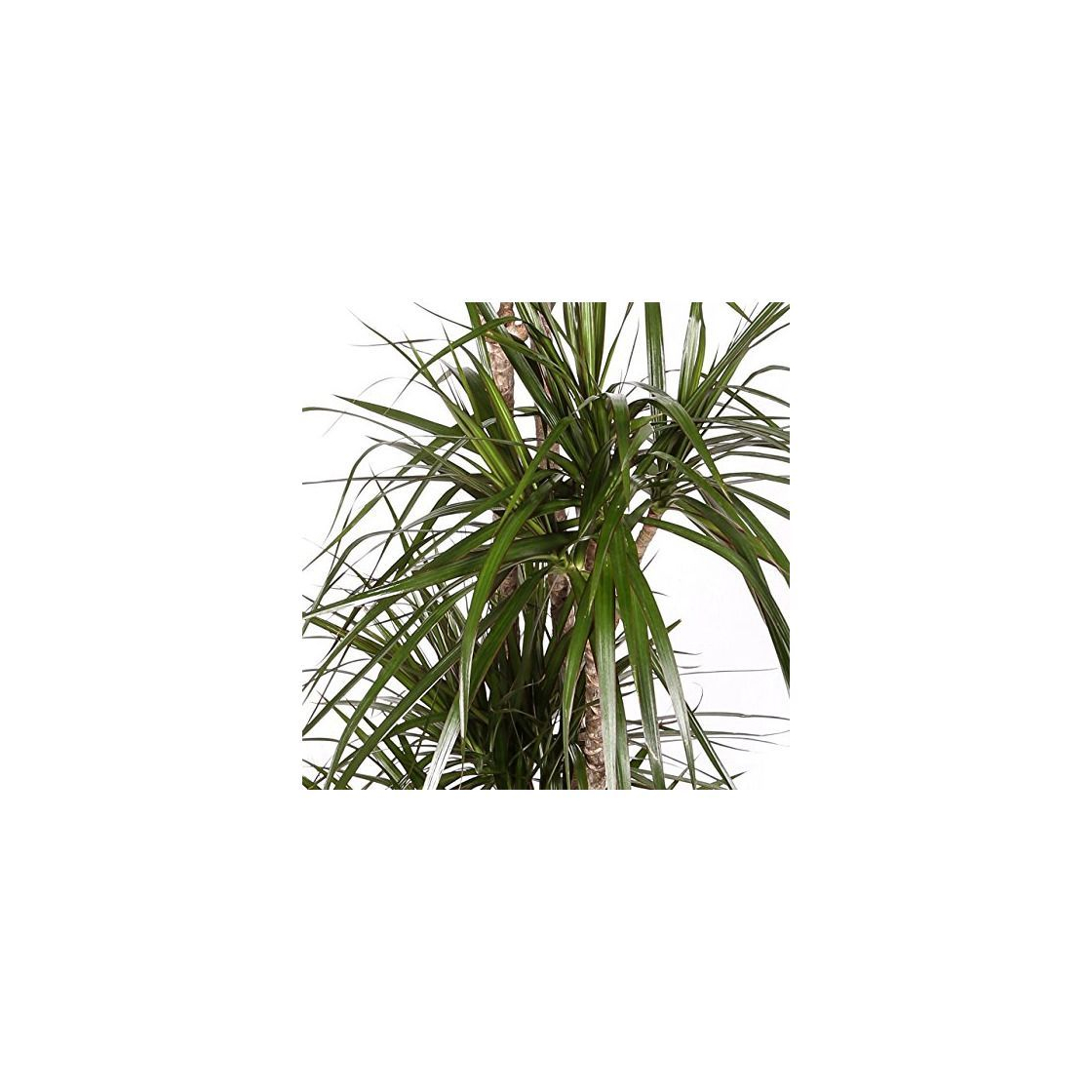 Product Dracaena Marginata - Maceta 17cm. - Altura aprox. 80cm - 2 Troncos