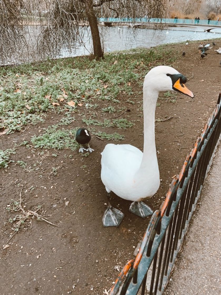 Place St. James's Park