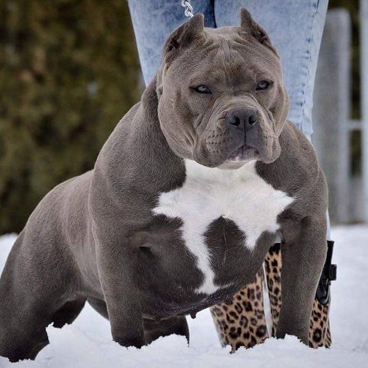 Fashion American bully