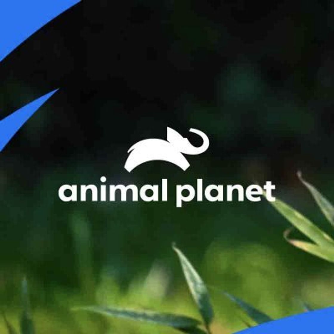 Fashion Discovery Animal Planet | Discovery Brasil