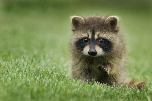 Raccoon walking on lawn grass photo – Free Animal Image on .