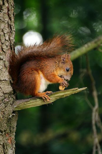 brown squirrel on branch of tree eating nut photo – Free Animal ...